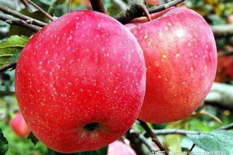 家庭怎样自制氮磷钾肥