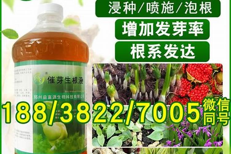 茶叶叶面肥催芽肥的正确使用,茶叶叶面肥施尿素好不好