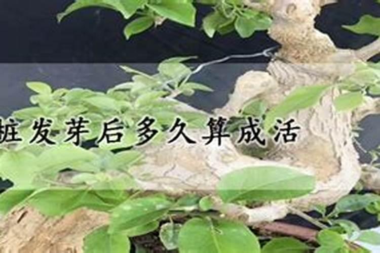 三角梅生桩发芽后多久能施肥