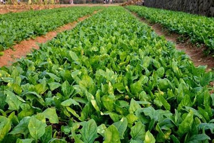 白菜菠菜应该施什么肥