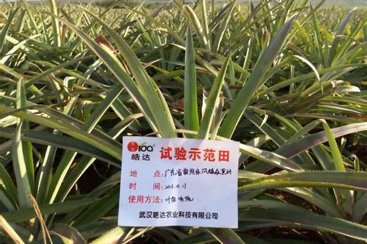 种植高产菠萝的施肥技巧有哪些？