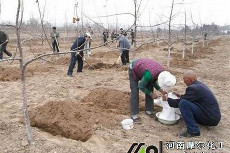 促进植物生根的肥料是钾肥还是磷肥