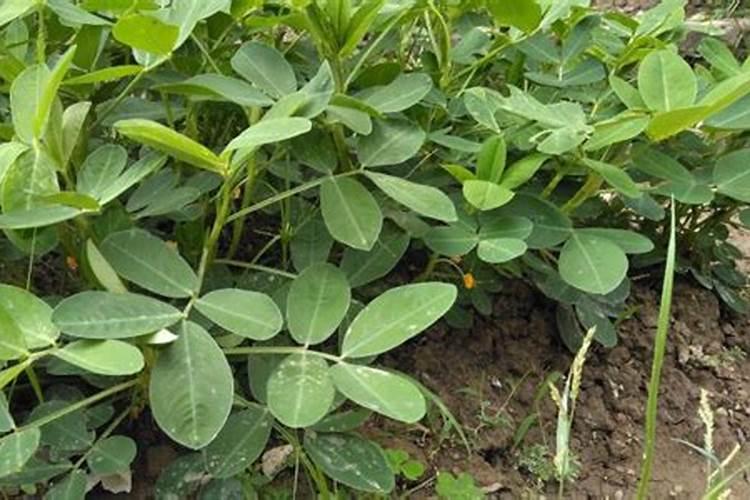 鸡粪烧苗导致莴笋不扎根怎么办