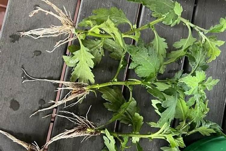 菊花如何养殖,要施什么肥料？