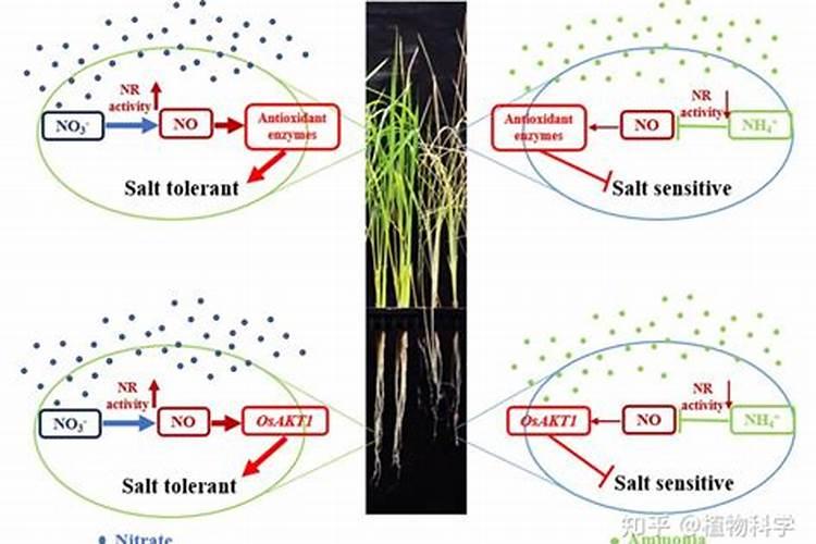 康巴克到底靠不靠谱