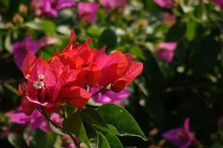 硫肥的效果是什么？应该如何使用？