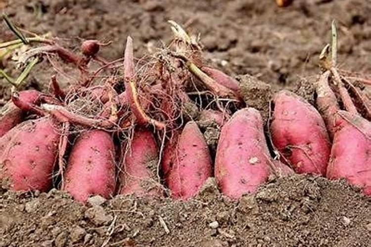 红薯钾肥使用技巧