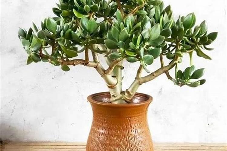 水溶肥的优势前景