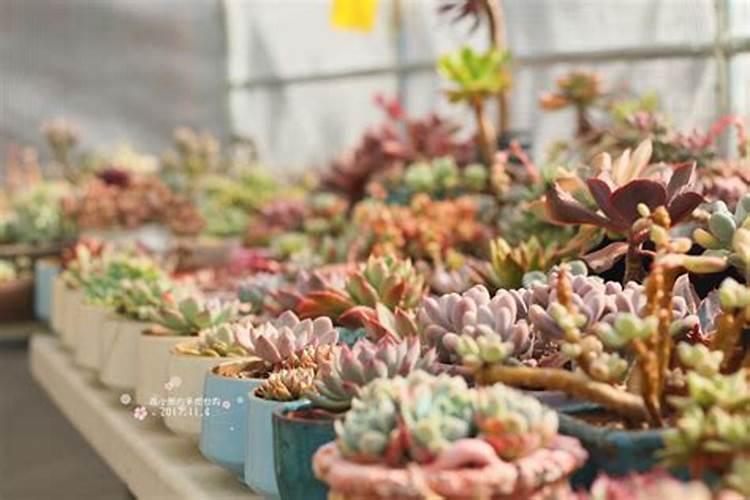 冬天多肉多久施肥