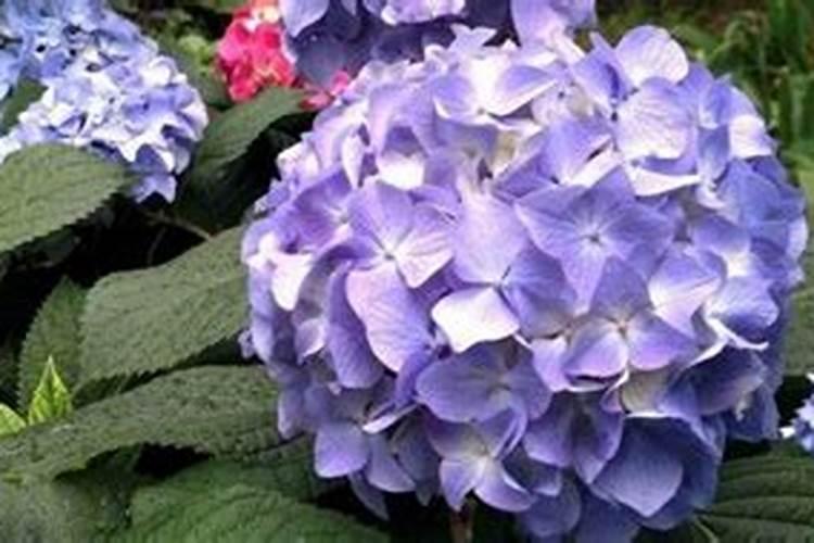 绣球花开花期间怎么施肥