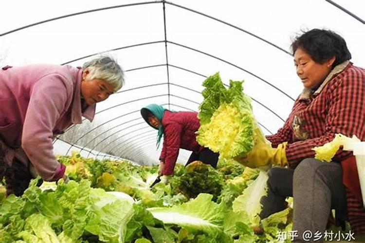 种的白菜不包心怎么办