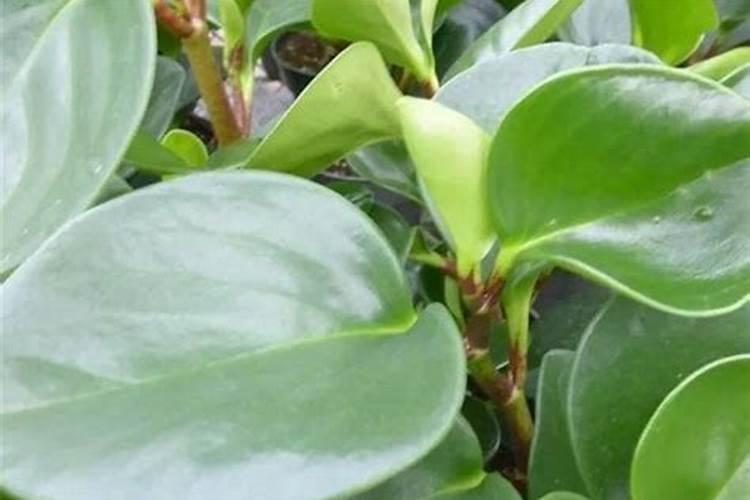 叶子又大又厚的植物