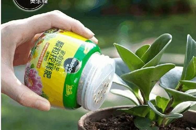 种红薯如何使用钾肥