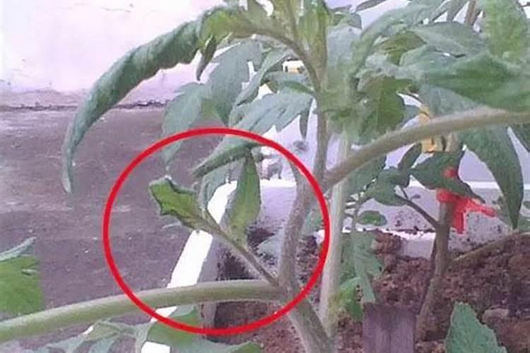 西红柿种植技术与管理,八大要点教会你种植