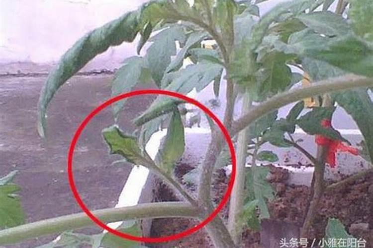 观赏西红柿养殖方法 养殖的技巧有哪些呢