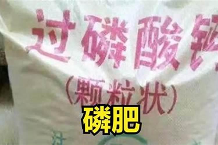 甘蔗多久施一次肥(施肥时间和方法)