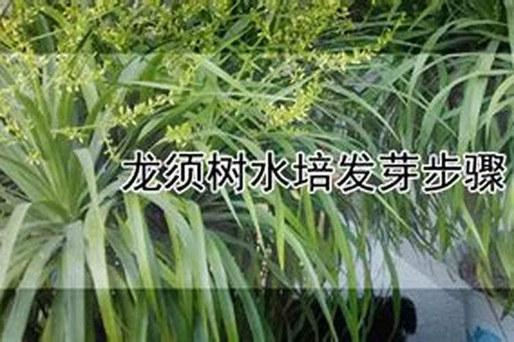 龙须树需要施什么肥