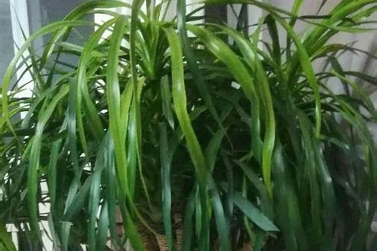 龙须树怎么施肥施什么肥