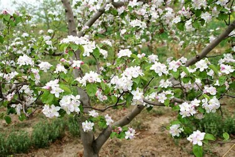 茶叶和什么不能放一起