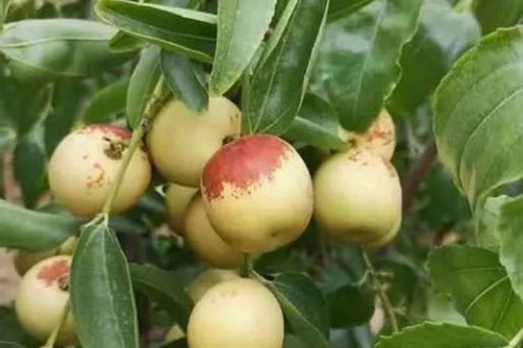 冬枣叶面肥有哪些