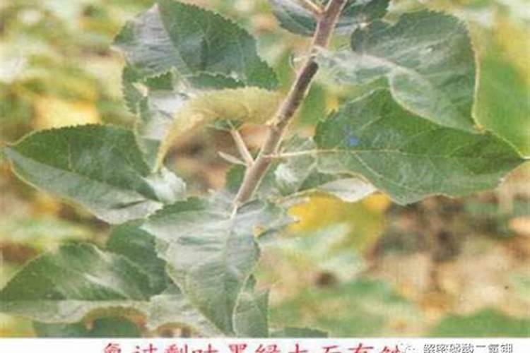 绿化树木施什么肥好