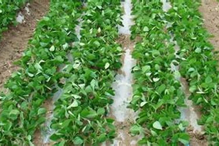 葡萄施肥不当的几种生理状态