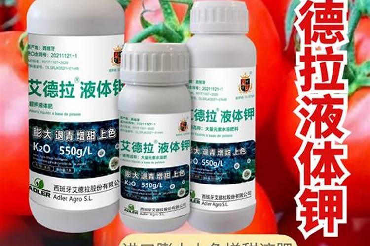 耐晒的藤本月季有哪些(了解最耐晒的月季种类)