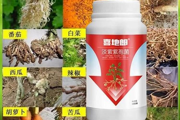 溧水龙眼萝卜头是哪家公司生产的