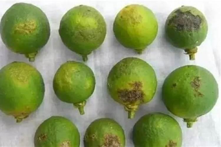 中菌大豆蛋白肥批发价多少