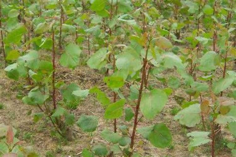 IMI以色列军事工业