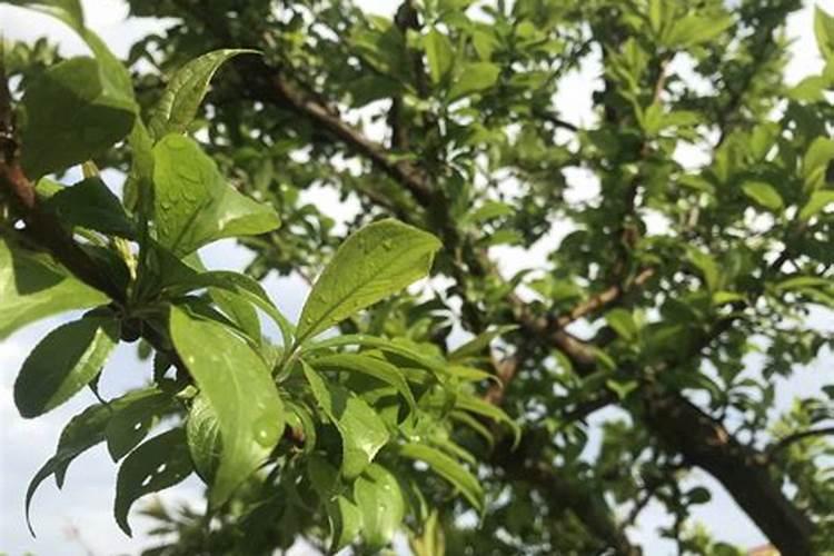 烟台冲施肥叶面肥哪家好