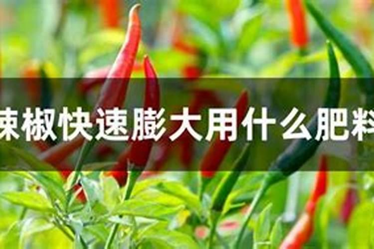 辣椒喷什么叶面肥结果多？辣椒膨大期是什么时候？用什么肥料长势好？