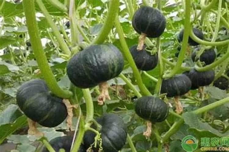 种花生磷肥还是钾肥好
