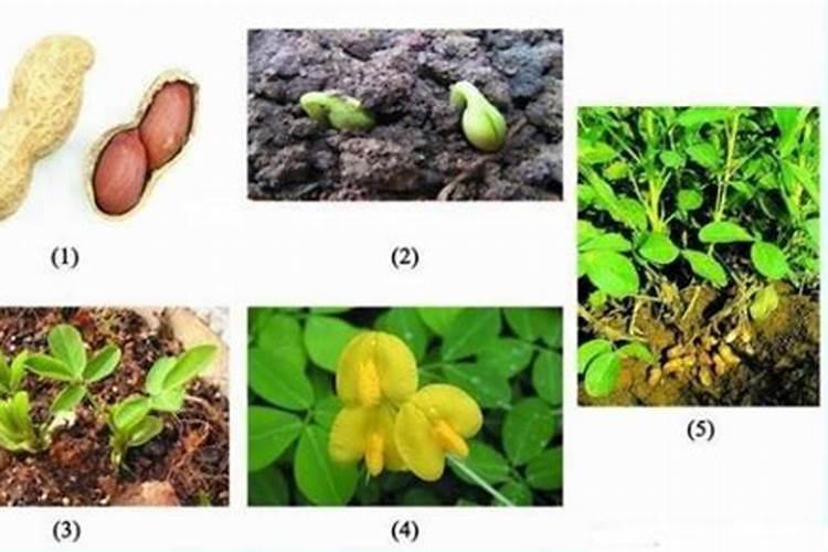 种花生用什么肥料最好