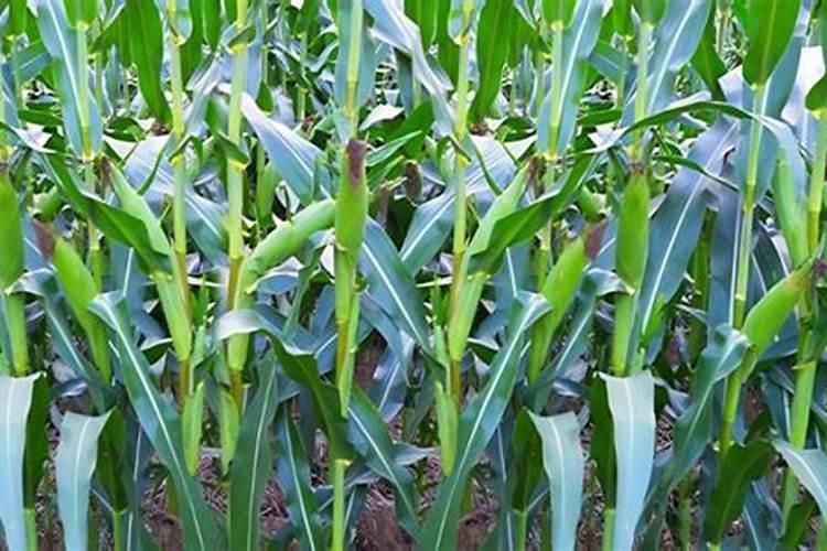 青储玉米需要什么肥料