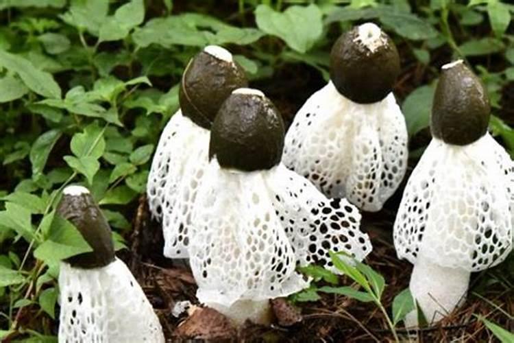 素土是什么(种植竹荪的竹素土是什么)