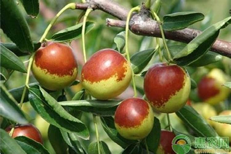 泸州人造草坪 人工草坪 假草坪 仿真草坪 假草皮