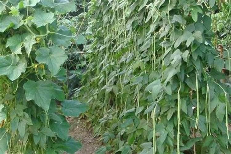 豇豆施肥的正确方法