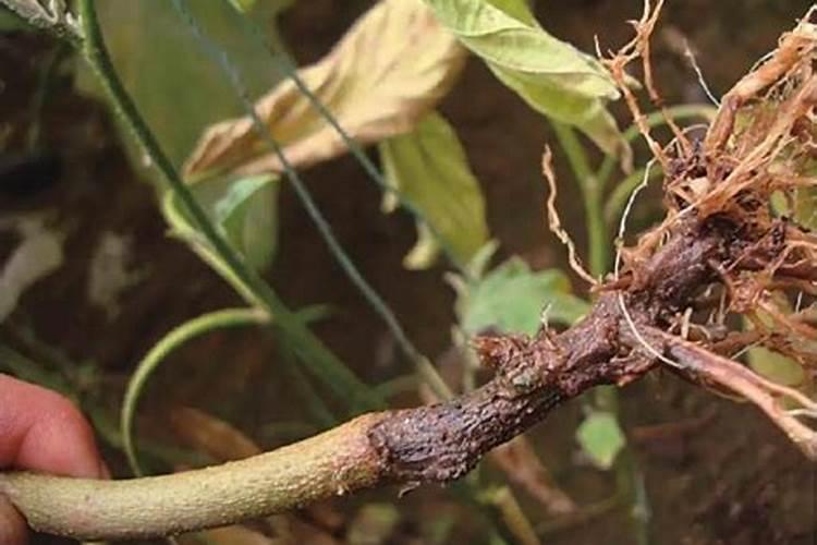 中生菌素杀菌后多久能补充菌肥