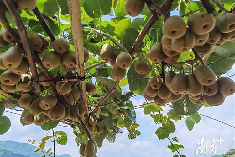 矿源黄腐酸钾哪个厂家的品牌好