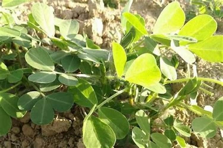 四季茶花盆栽养殖方法