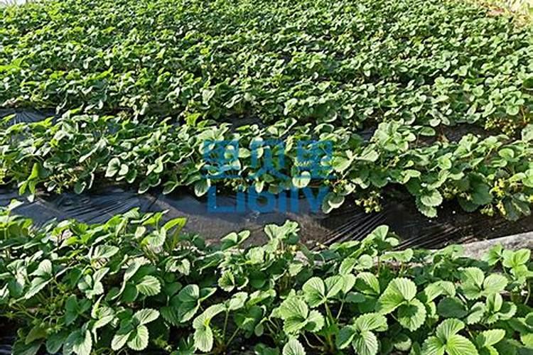 露天草莓施基肥怎么施肥