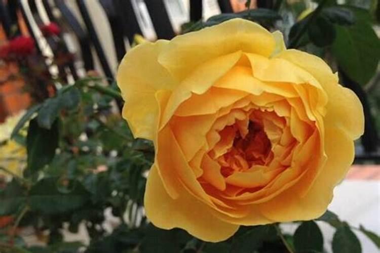 月季花开花能施肥吗 月季花开花能否施肥