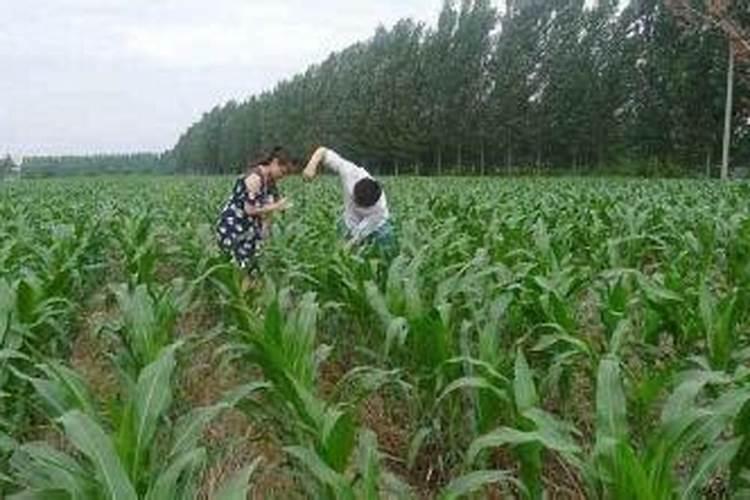 玉米追肥尿素的好处与坏处