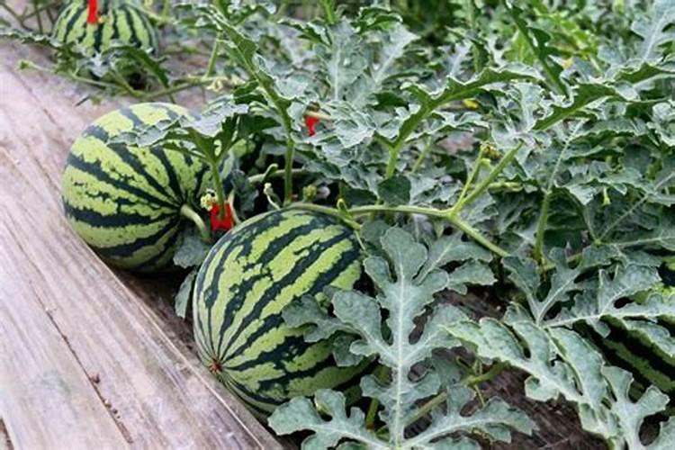 西瓜施肥时间及方法