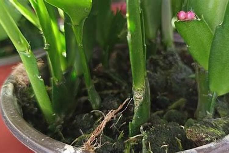 嫁接蟹爪兰喂什么肥