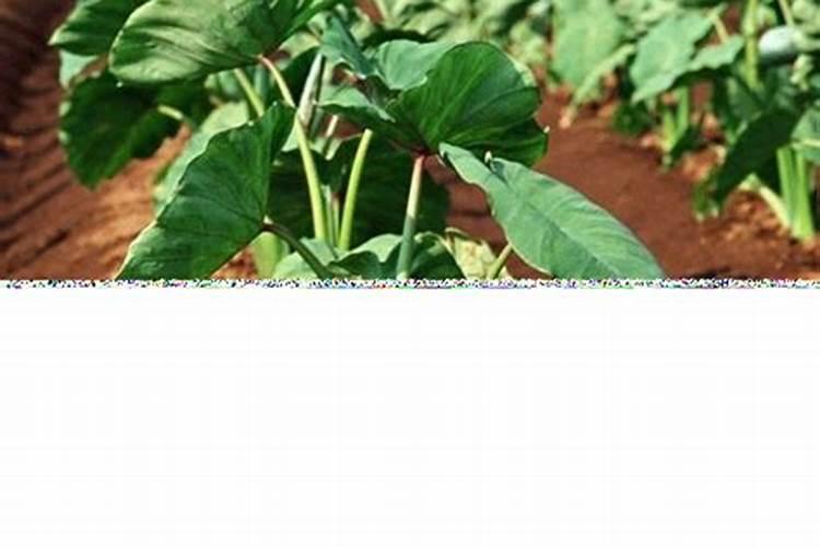 鳌合锌肥的生产工艺流程