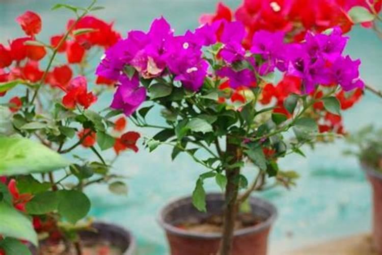 为使鲜花保鲜,保鲜水中应加入什么