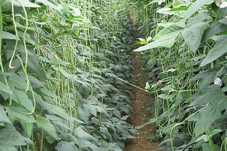 迪米佳肥料介绍