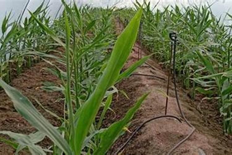 大姜专用膨大素哪个好？大姜怎么施肥膨大根茎块？大姜膨大素用昆仑风